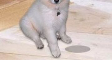 flood water restoration cape coral, Cape Coral flood and water restoration