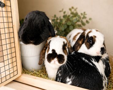 Three adorable lop-eared rabbits in a cozy wooden enclosure.