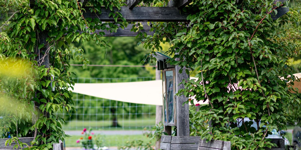 Green leafy plants growing on a wooden pergola in a garden setting.