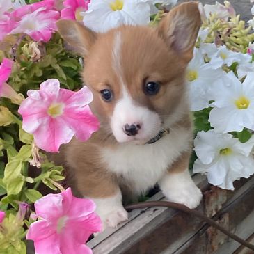 A Fluffy Corgi Puppy sits sweetly in a bed of pink & white petunias, surrounded by delicate blooms.