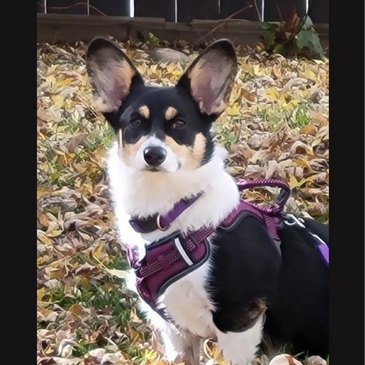 Beautiful Black, white & tan Pembroke Welsh Corgi all grown up. Corgi Puppies available for adoption