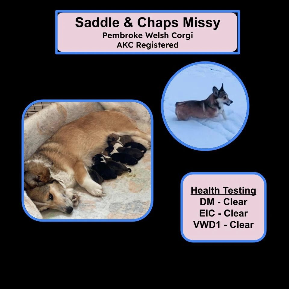 Missy Pembroke Welsh Corgi, Corgi puppies, Triple Clear, genetically tested for EIC, VWD and DM.