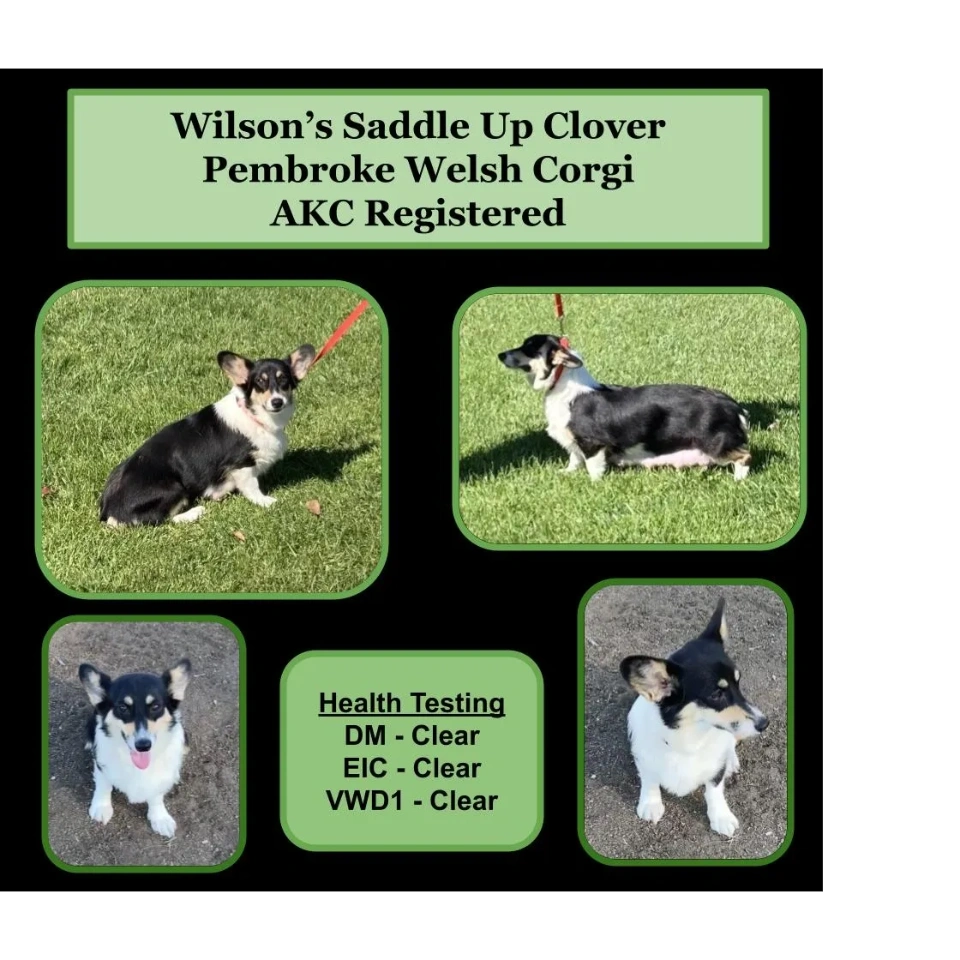  AKC Pembroke Welsh corgi puppies, tricolor, triple clear, puppies available now, 