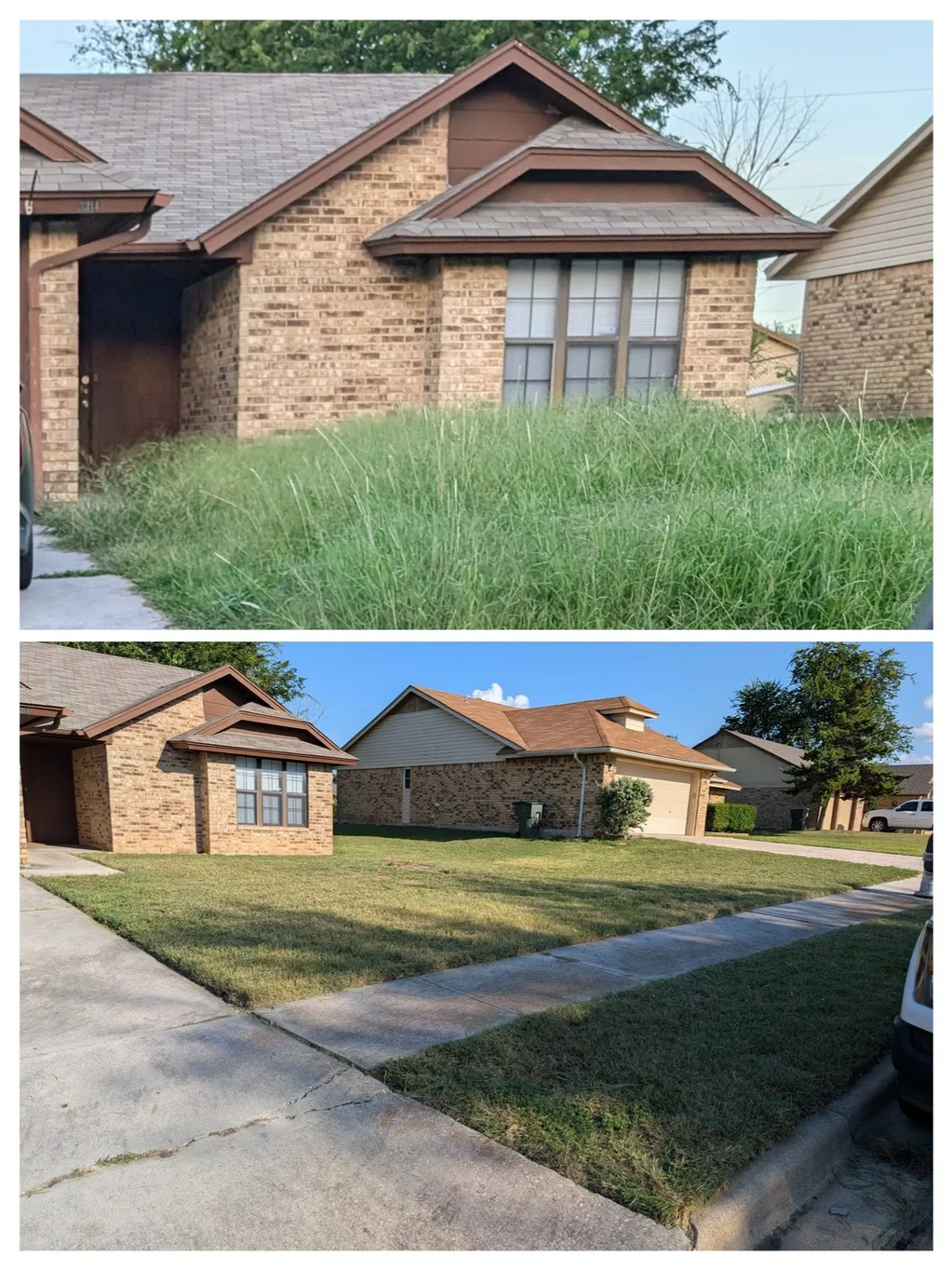 Complete Lawn Rescue in One Visit