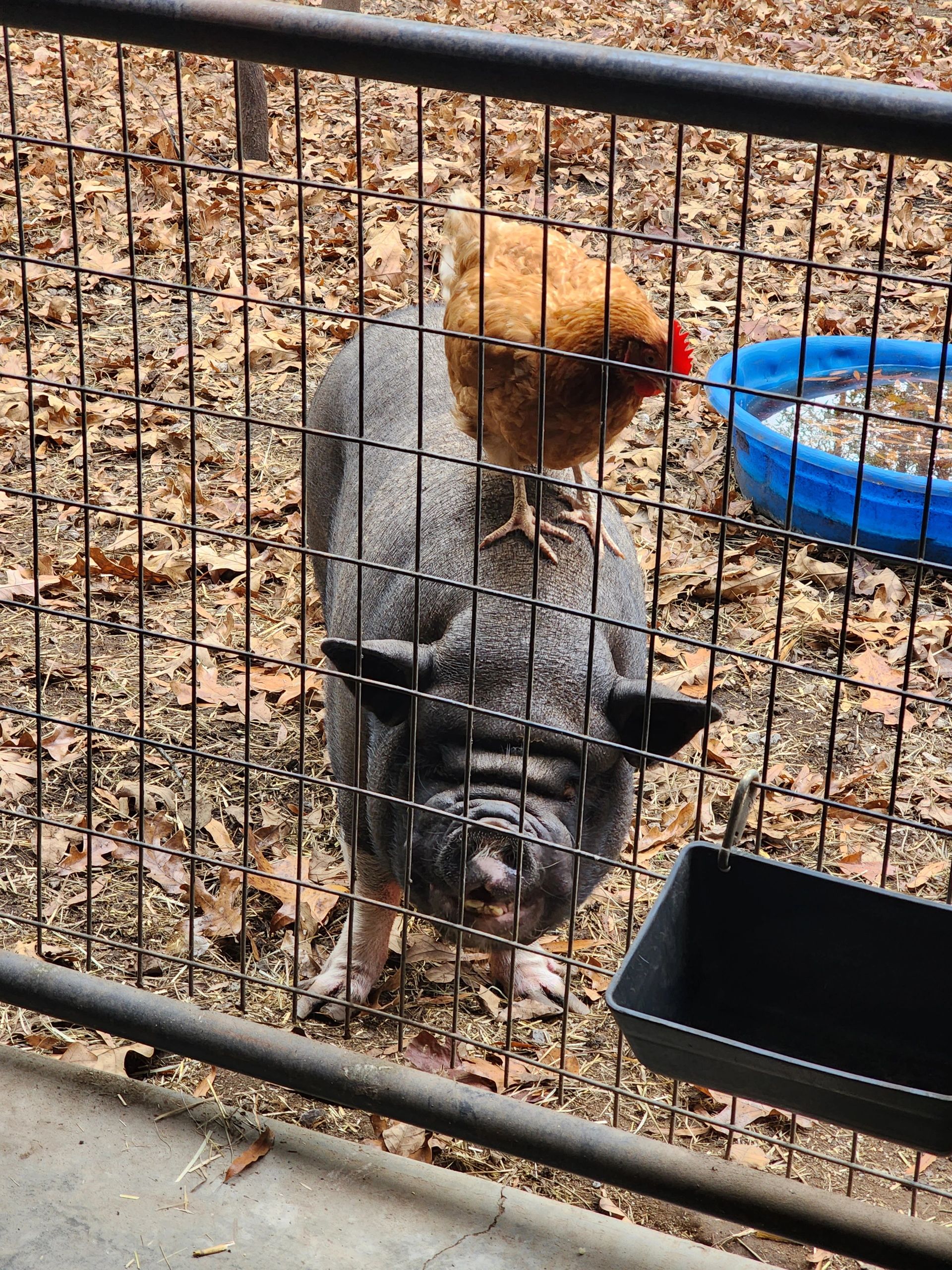 A chicken standing on a pig behind a metal fence in an outdoor pen.