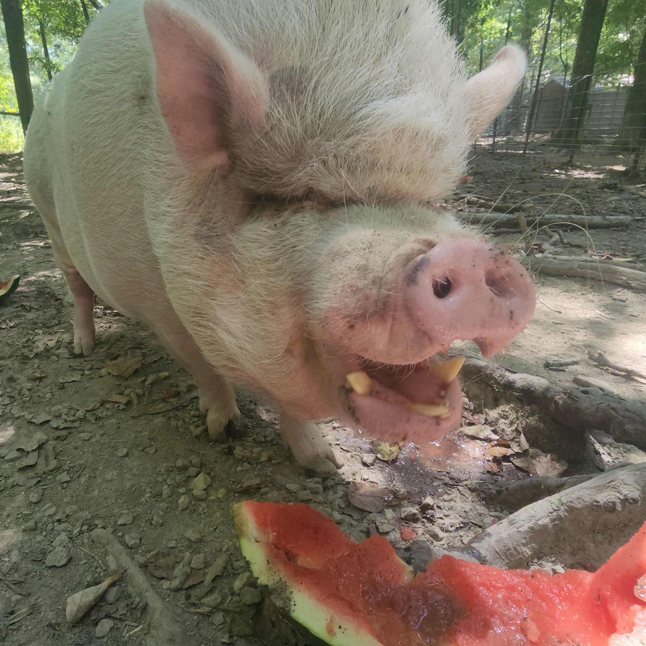 A pig enjoys eating watermelon outdoors in a wooded area.