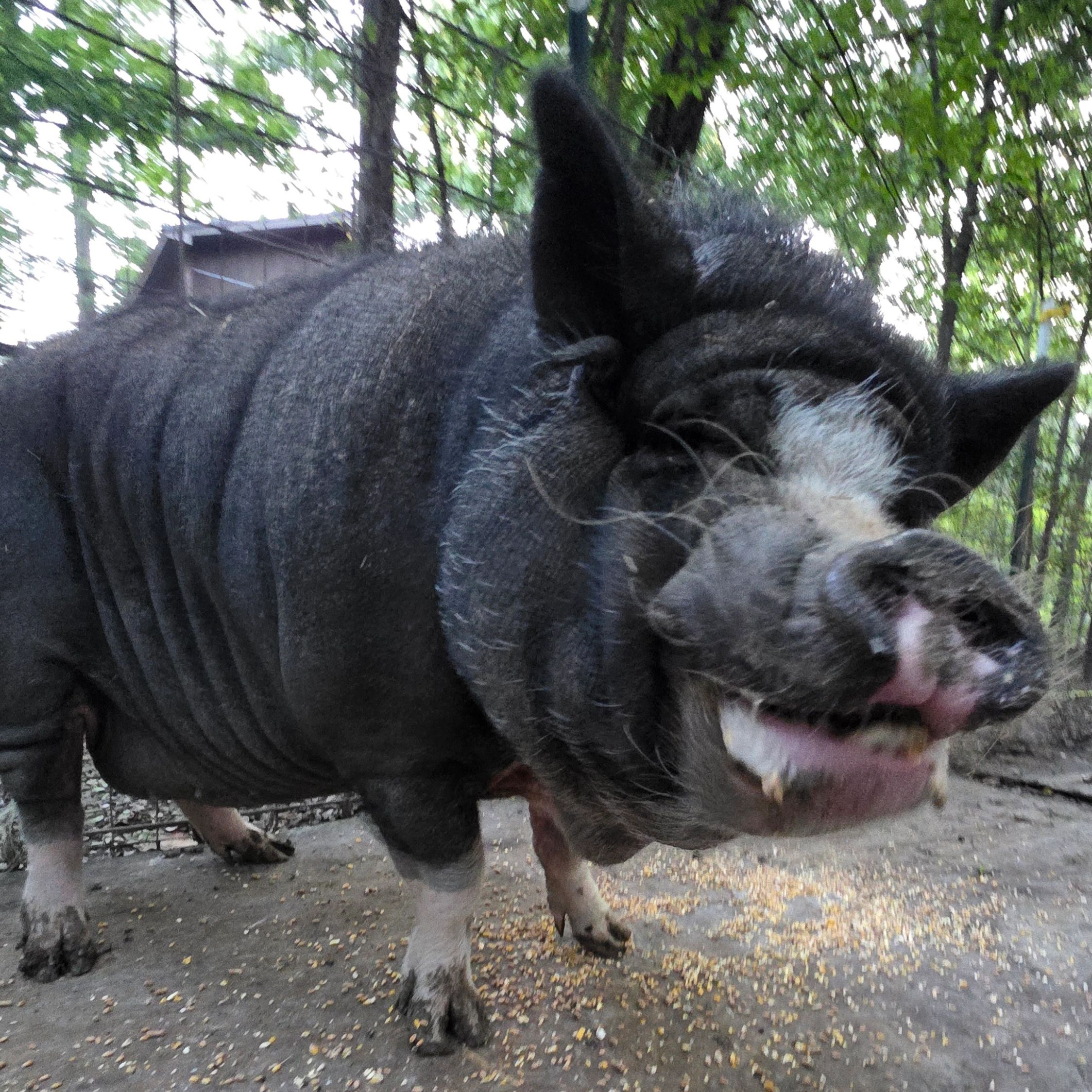A close-up of a large black pig with white markings standing outdoors.