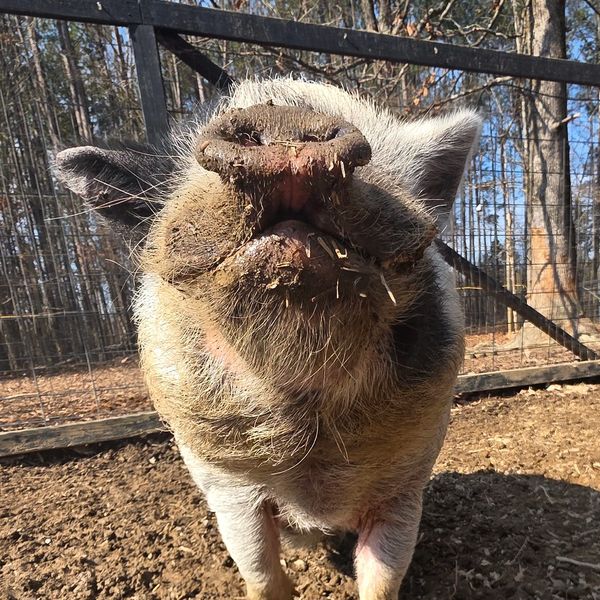Close-up of a muddy pig in a fenced outdoor pen with another pig in the background.