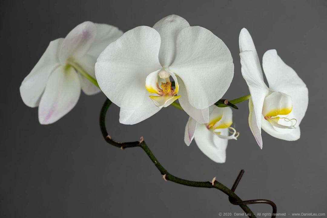 Embrace Psychotherapy logo