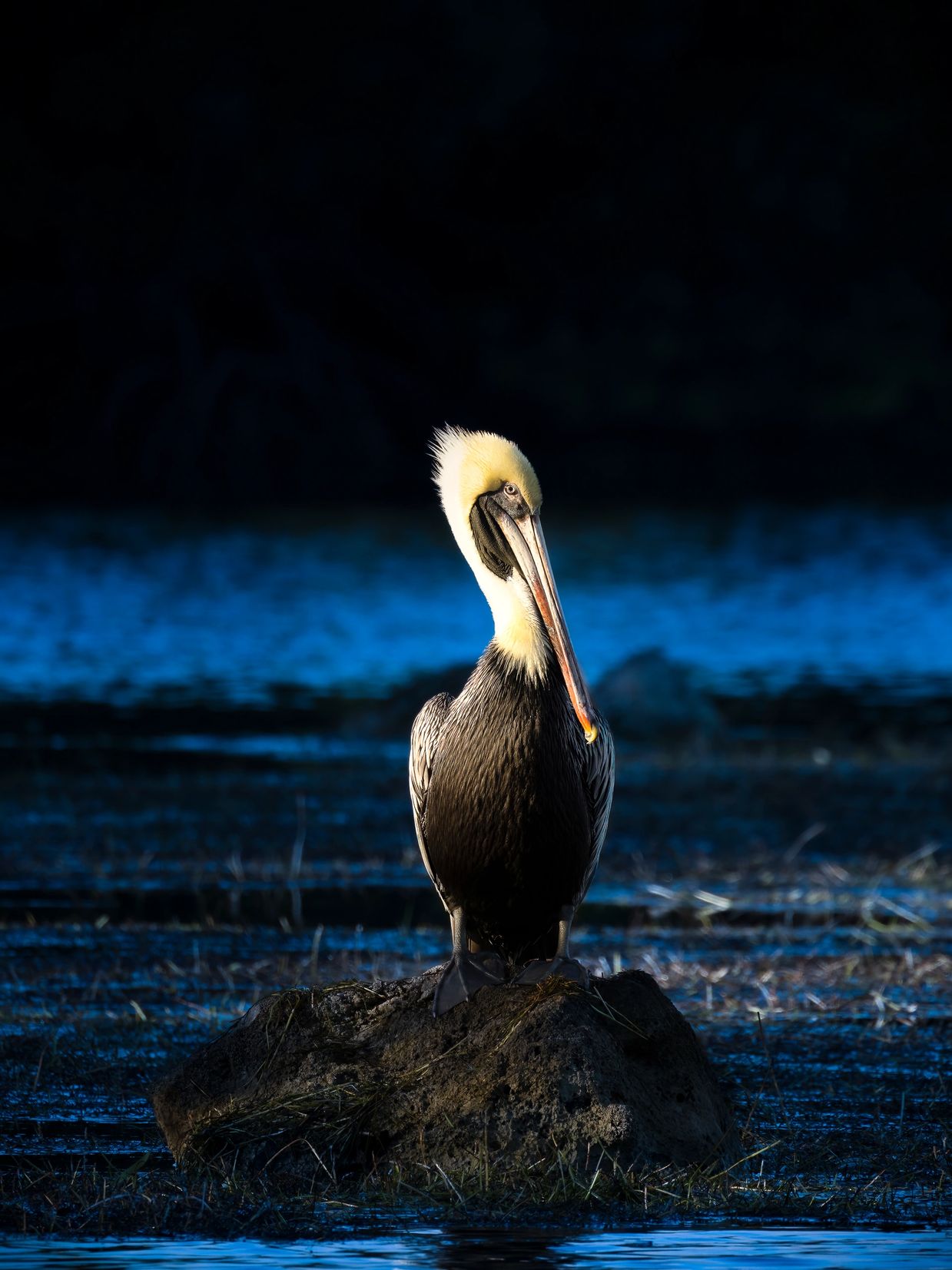 Brown Pelican sitting on a rock sticking out of the water