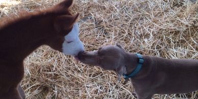 Mare and foal care , security and foaling cameras on all horse stalls