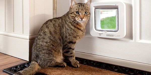 Cat by a Cat Flap