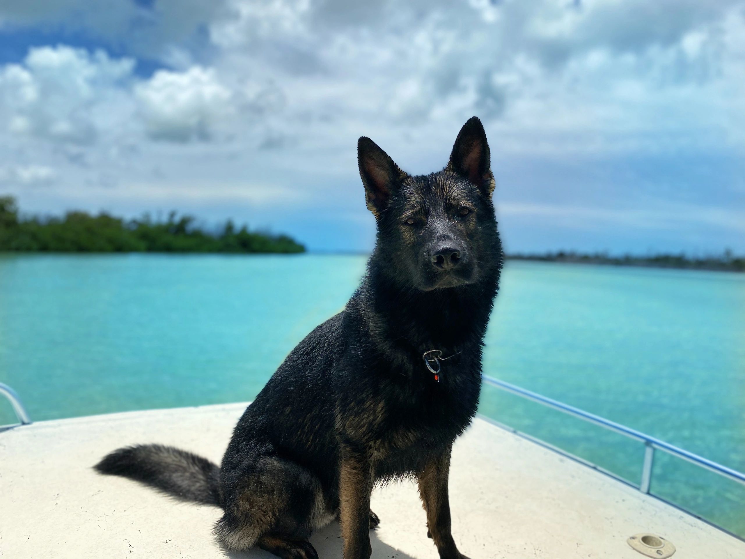 Vom MontHaus Dog Training Miami, Florida