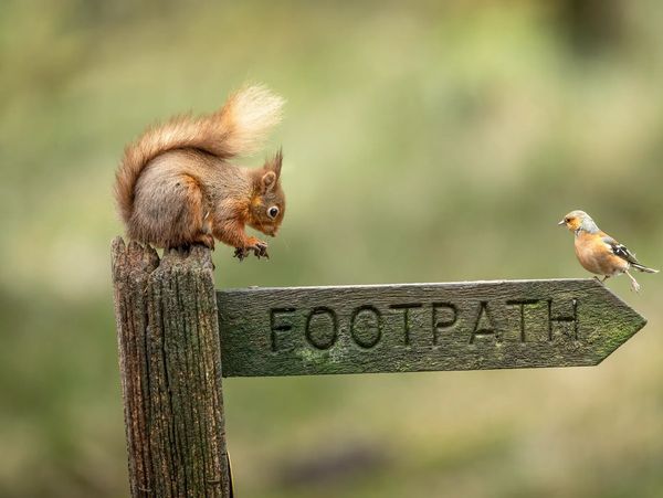 Squirrel and bird perched on a footpath signpost in black and white.
