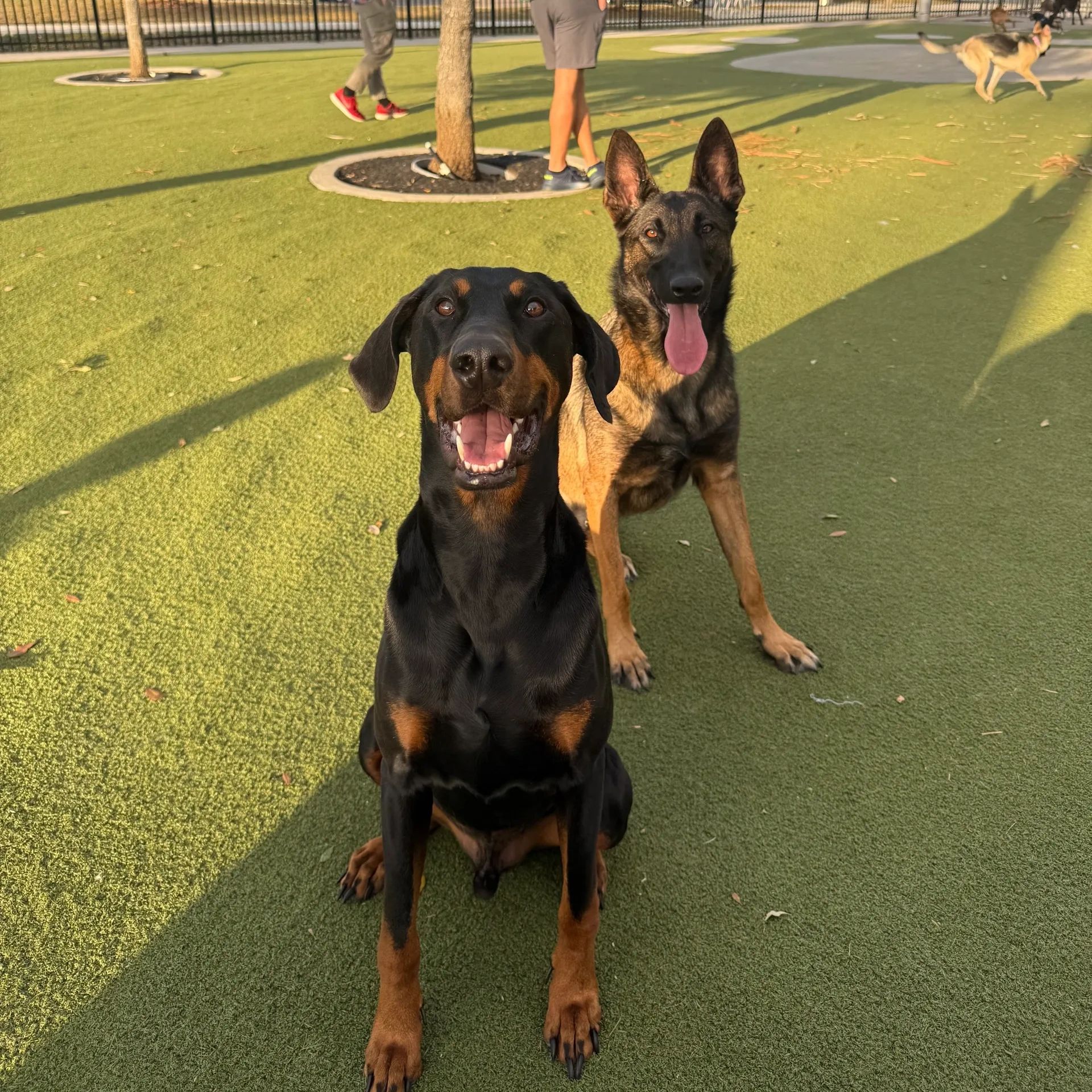 Two happy dogs sitting on grass at a park with people and other dogs in the background.