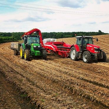 Harvesting Maris Peer