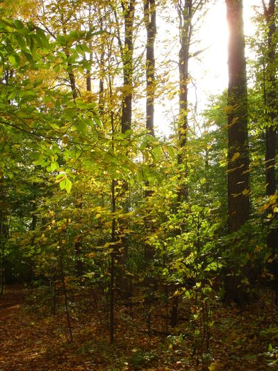 The Sacred Grove where Joseph Smith had his first vision of God the Father and His Son Jesus Christ