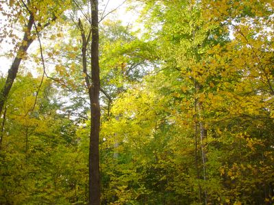 The Sacred Grove where Joseph Smith had his first vision of God the Father and His Son Jesus Christ