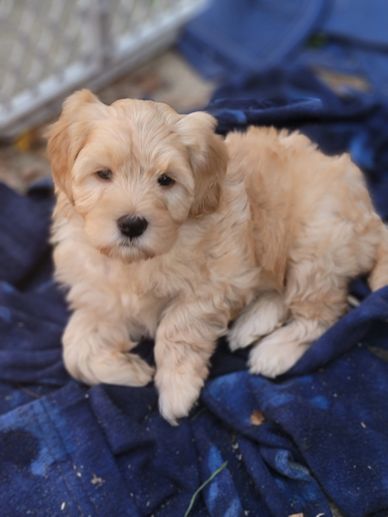 Fluffy golden puppy resting on a blue blanket.