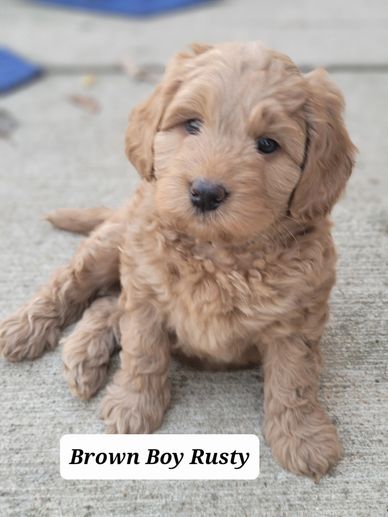 Adorable curly-haired brown puppy sitting on concrete.