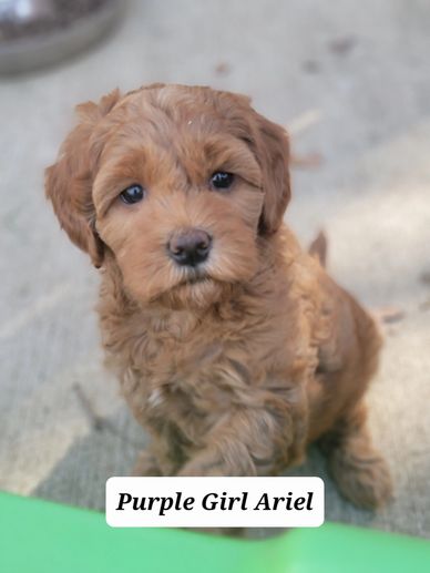 Adorable curly-haired puppy looking up with soulful eyes.