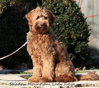 Fluffy brown dog sitting outdoors on a leash.