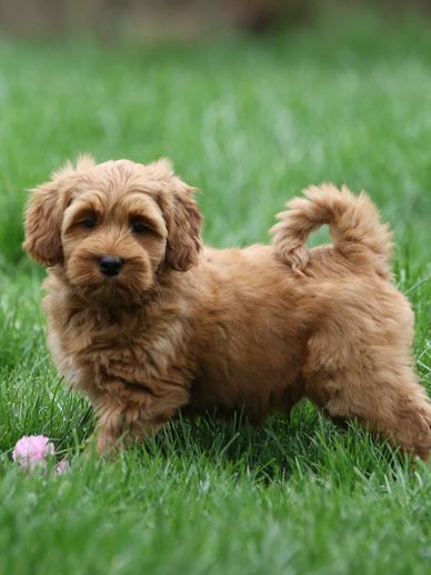 Fluffy brown puppy standing on green grass.