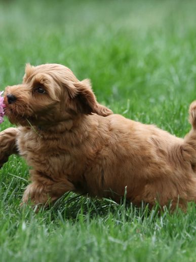 A fluffy brown puppy sniffing a pink flower in the grass.