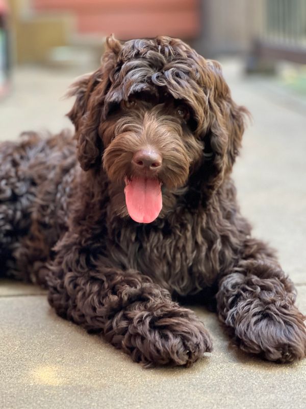Curly-haired brown dog lying down with tongue out on pavement.