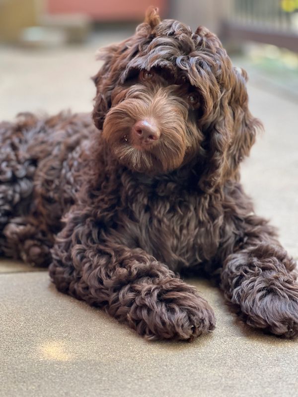 Curly-haired brown dog lying on the ground, looking at the camera.