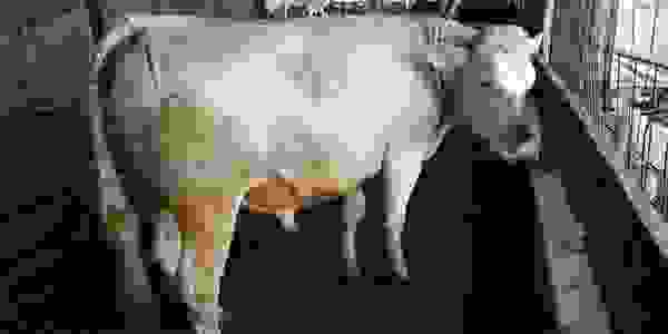 This is Olaf. He is our only current bull. He has many offspring. They are roan black, blue and red