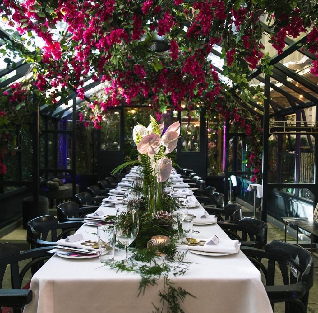 The Greenhouses Chameleon