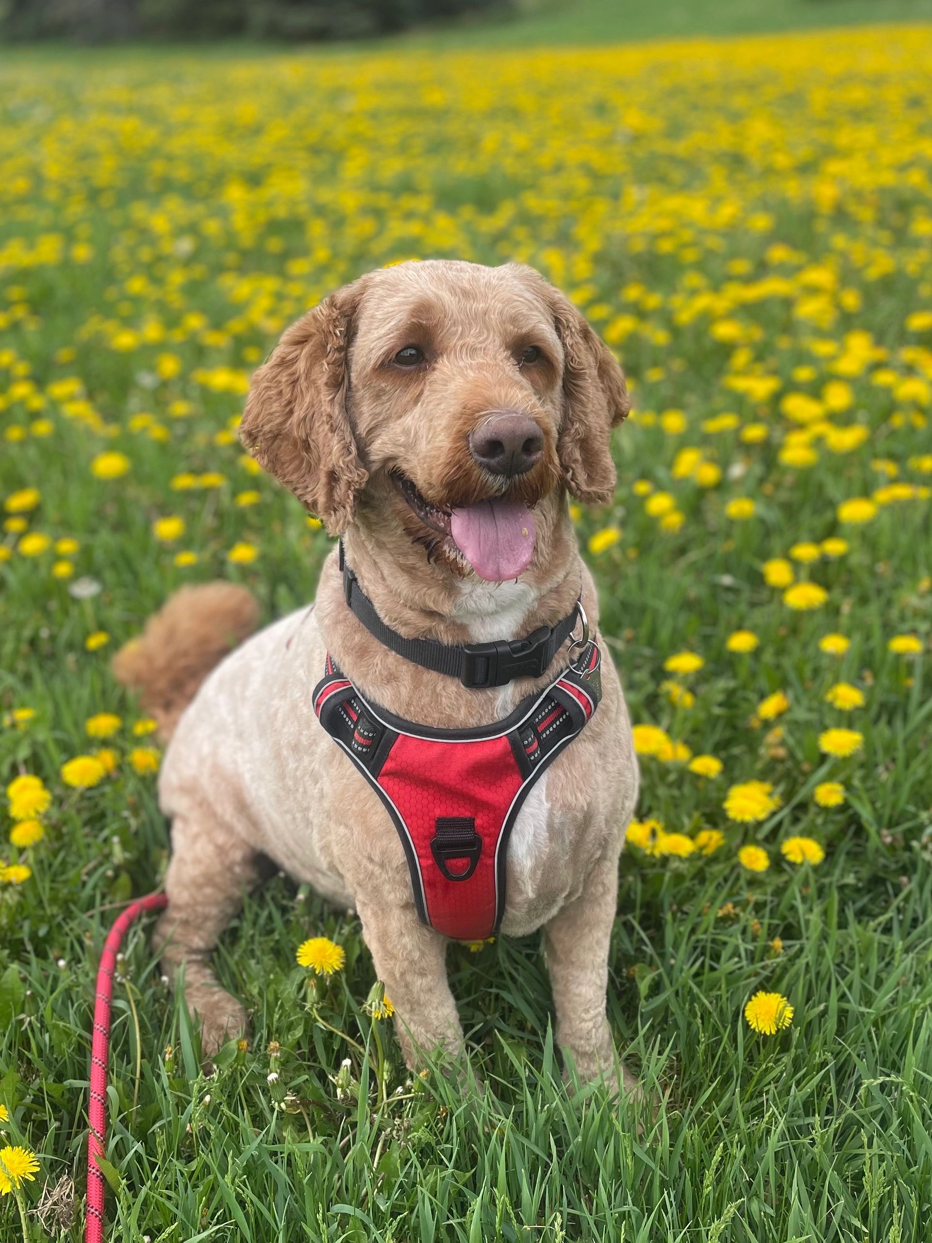Dog Town Grooming YYC