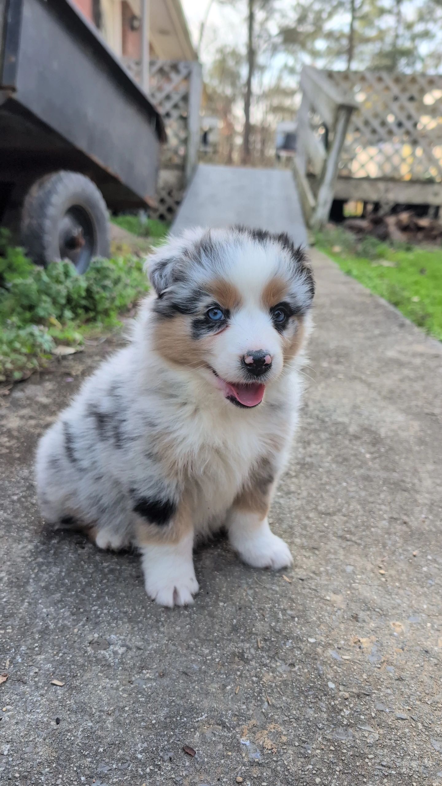 A fluffy Australian Shepherd puppy with blue eyes sitting on a concrete path.