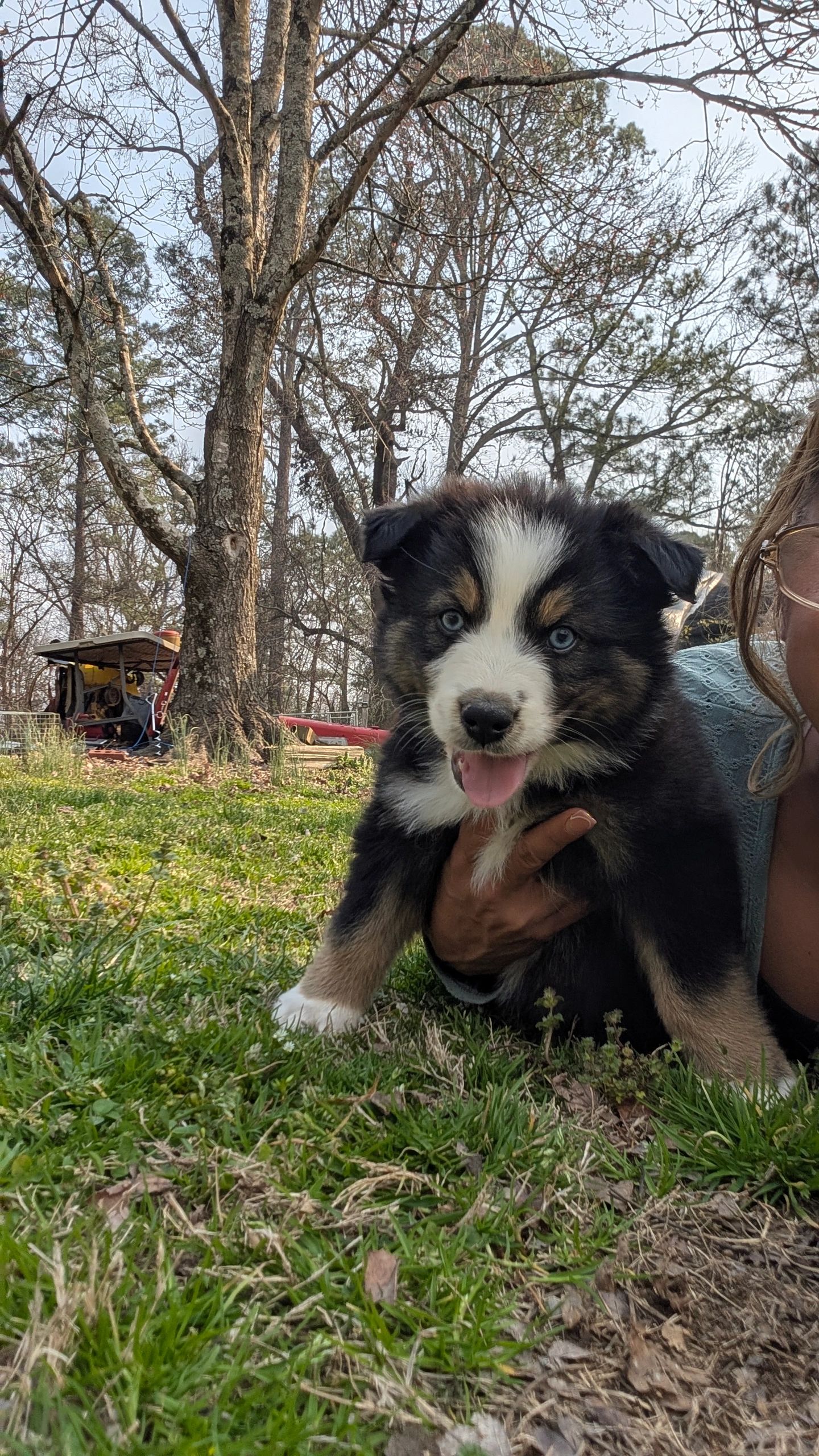 A happy tricolor puppy with blue eyes in a grassy yard.