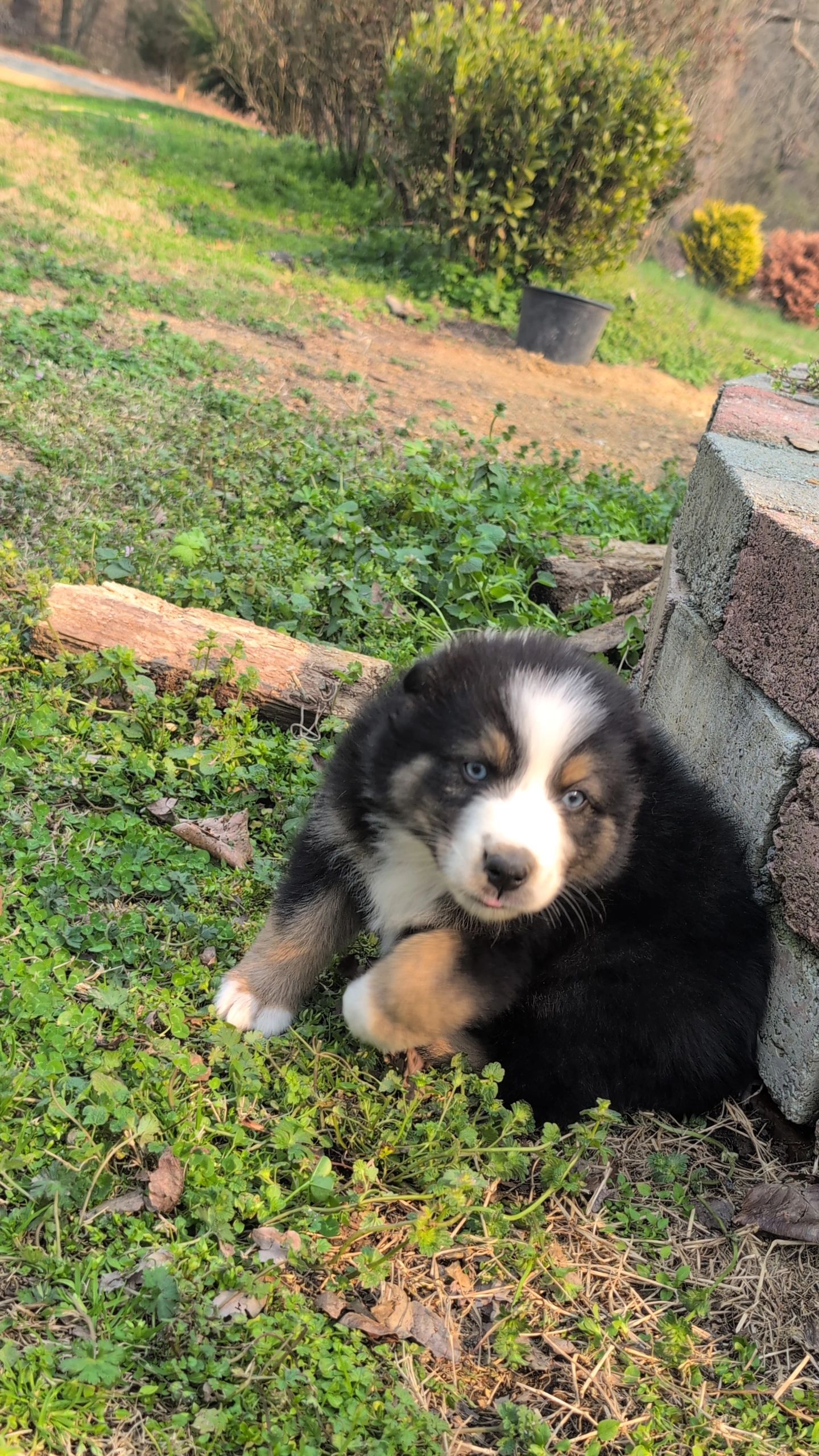 Fluffy puppy with blue eyes sitting on green grass near bricks.
