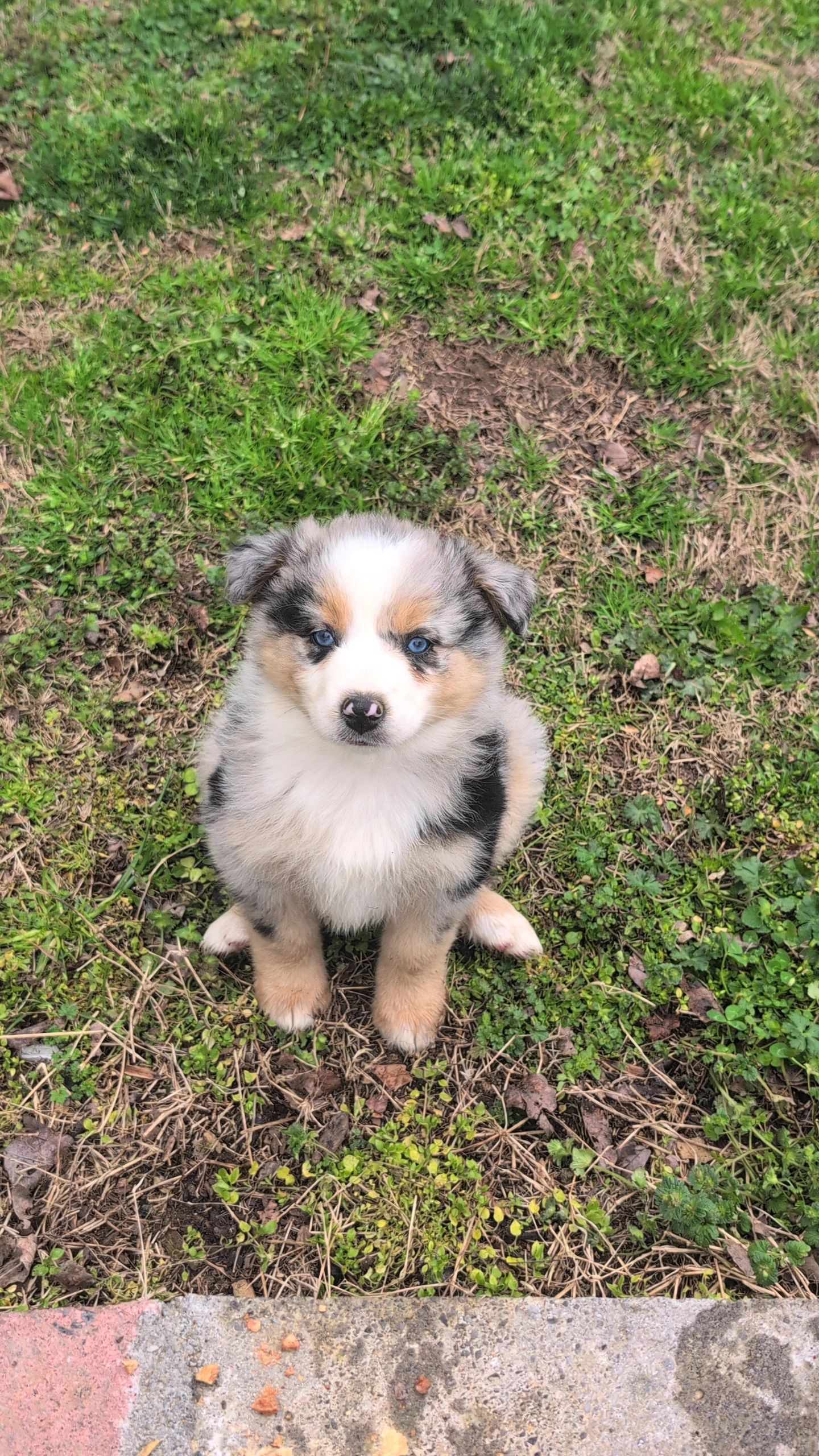 Fluffy puppy with blue eyes sitting on green grass.