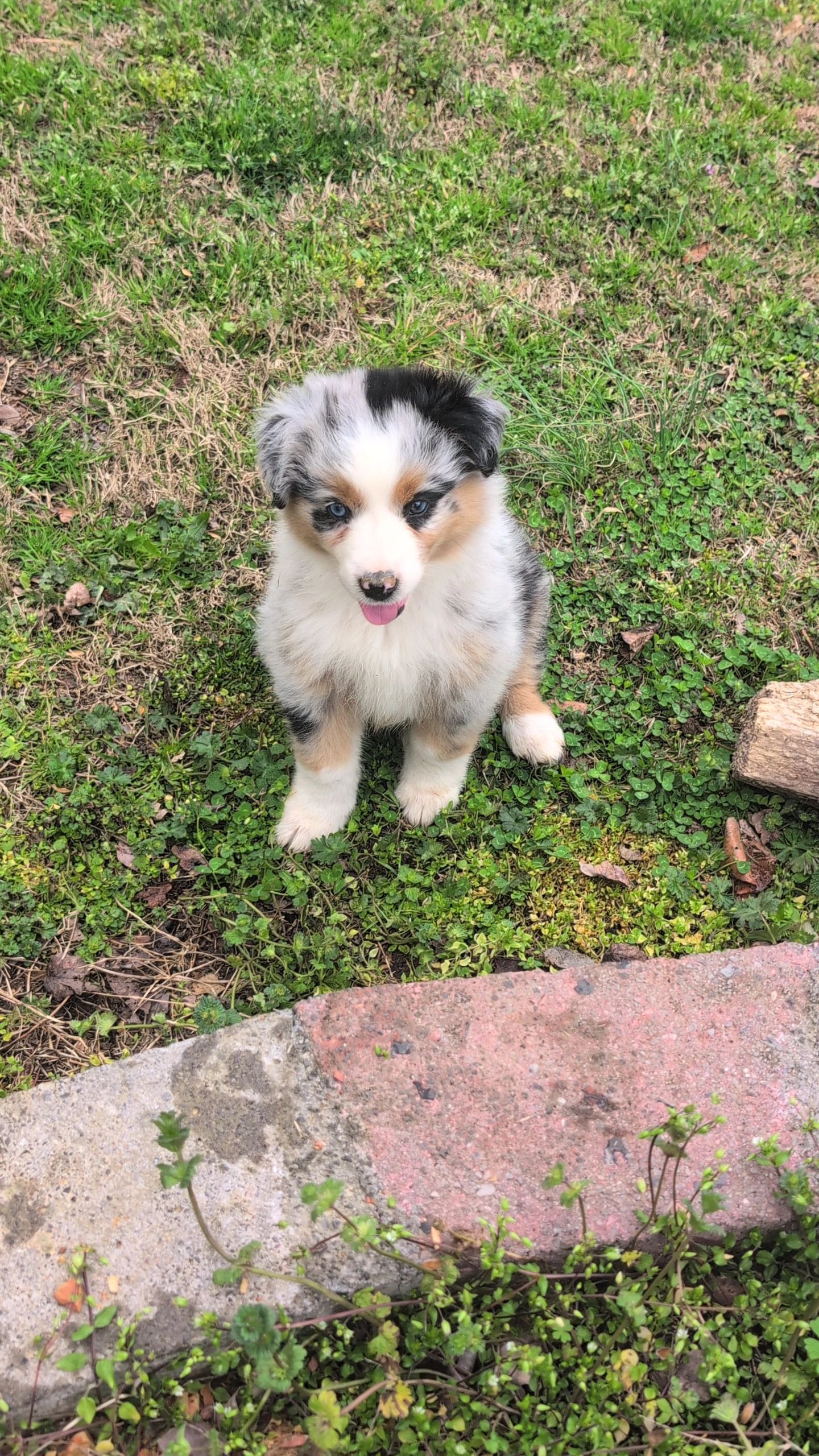 Fluffy Australian Shepherd puppy sitting on grass, looking up adorably.