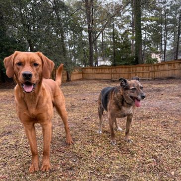 Two dogs standing on a grassy yard with a wooden fence and trees.