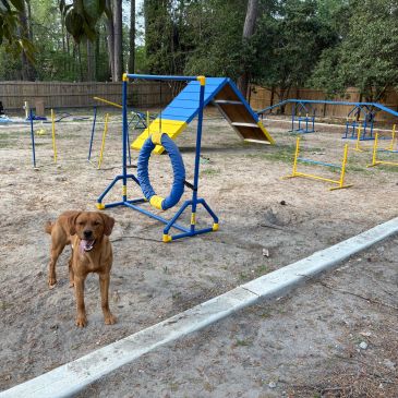 A brown dog stands in a dog agility training area with various obstacles.