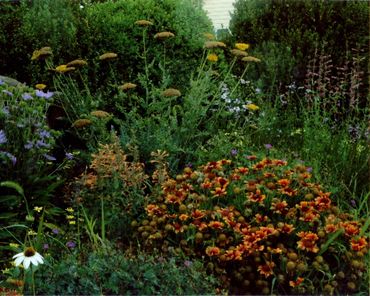 Vibrant orange and yellow flower garden.