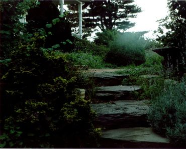 Stone steps winding through dense greenery.