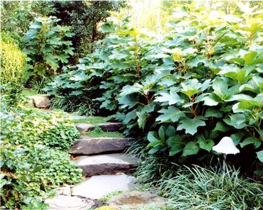 Natural stone path through leafy plants.
