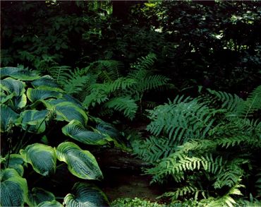 Sloped backyard with small shrubs.