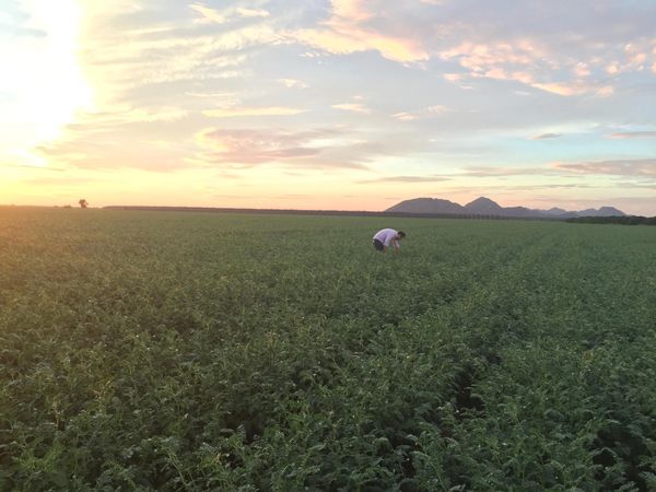 Person inspecting plants in a vast green field at sunset.