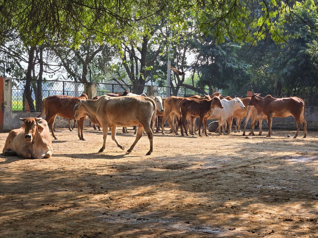 Free Range Cows