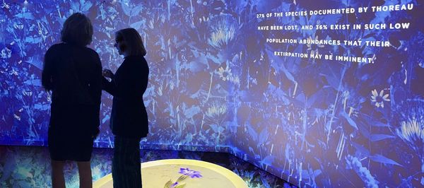 Immersive installation Harvard Museum of Natural Science by Artist: Robin Vuchnich, of XO Immersive