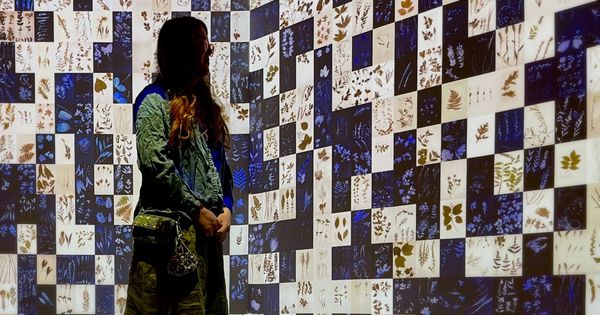 Immersive installation Harvard Museum of Natural Science by Artist: Robin Vuchnich, of XO Immersive