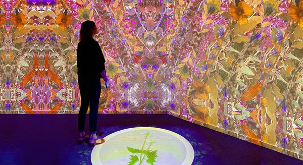 Immersive installation Harvard Museum of Natural Science by Artist, Robin Vuchnich of XO Immersive