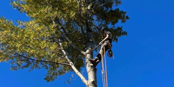 Arborist Nick Flagg Trimming & Pruning Trees in Maine.